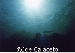 Cayman Seascape by Joe Calaceto 